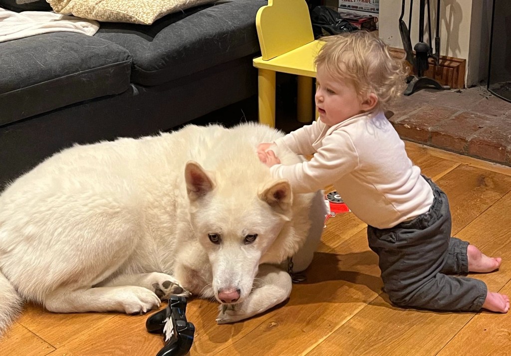 Introducing a New Baby to Your Furry Friend: Tips and Tricks